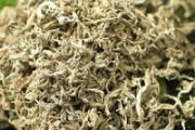 艾草驱虫对什么虫子有效 艾草烟熏可以杀死臭虫吗