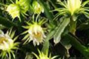 霸王花有什么功效和作用 霸王花的营养功效