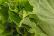 生菜和黄瓜能一起吃吗 医生不吃生菜吗