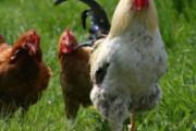 H7N9高温能杀死吗 杀死H7N9禽流感病毒你要这么做