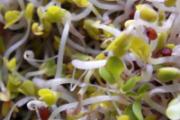 坐月子可以吃黄豆芽吗 产后吃黄豆芽有什么好处