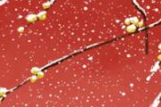小雪是每年的几月几日 小雪有什么风俗活动