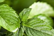 薄荷叶泡水通便吗 薄荷叶泡水喝能去火吗