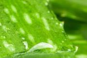 芦荟胶能敷脸上过夜吗 芦荟胶可以当面霜用吗