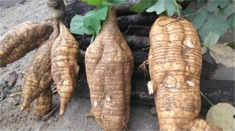 粉葛的功效与作用