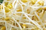 黄豆芽放冰箱能放几天 怎么样储存黄豆芽