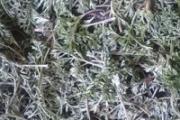 茵陈可以去小孩黄疸吗 去黄疸的用量