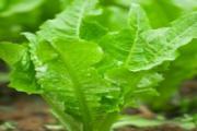 油麦菜生吃行吗 油麦菜怎么做好处