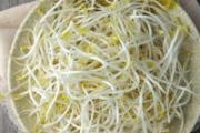 绿豆芽和黄豆芽哪个好 哪个才是你的菜
