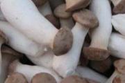 杏鲍菇与什么食物搭配 杏鲍菇吃了有什么功效