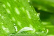 自己家的芦荟可以直接涂脸吗 新鲜芦荟涂脸的正确方法