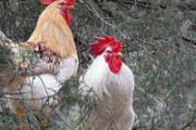 H7N9多少温度可杀死 教你应对H7N9禽流感