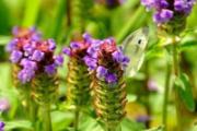 夏枯草泡水一次放几颗 夏枯草可以天天喝吗