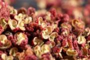 花椒黑籽该怎么处理 花椒籽和花椒壳哪个好