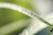 白露是什么意思
