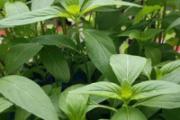 薄荷叶可以驱蚊吗 薄荷叶居然有这么神奇的效果