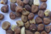 菟丝子的功效与作用及食用方法