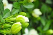 栀子花养在室内好吗