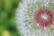 蒲公英根茶一次放几粒 蒲公英根茶能长期喝吗
