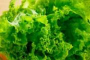 生菜一般可以放几天 生菜能放冰箱保存吗