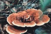 带孢子粉的灵芝要洗吗 灵芝怎么吃效果最好
