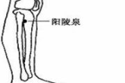 针灸阳陵泉作用 阳陵泉针刺深度
