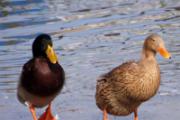 H7N9潜伏期多久 教你预防H7N9禽流感
