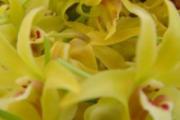 铁皮石斛花怎么吃 铁皮石斛花的功效和作用