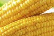 玉米的减肥功效与作用 玉米减肥的吃法