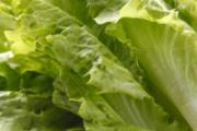 生菜汁可以放冰糖吗 生菜榨汁搭配