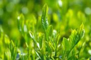 喝毛尖茶可以减肥吗