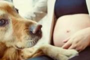 孕妇让狗咬了怎么办 能注射狂犬疫苗吗