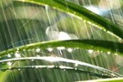 雨水节气这一天吃什么