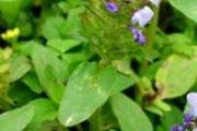 夏枯草和蒲公英可以一起泡水喝吗 蒲公英和夏枯草泡水喝的功效