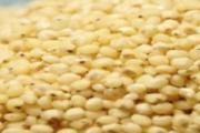 高粱米熬粥好喝吗 高粱米熬粥前用泡吗