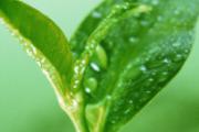 红茶和绿茶的区别