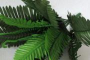铁树叶的功效与作用