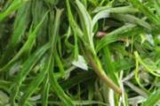 柳蒿芽的营养价值