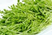 豆芽发绿芽了还能吃吗 黄豆芽和绿豆芽有什么区别
