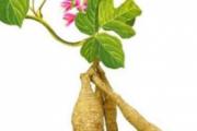 葛根有毒吗 这样吃葛根才有毒