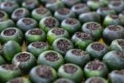 柑普茶的功效与作用