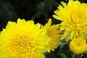菊花分几种和功效 老中医教你辨菊、识菊、用菊