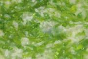 夏季减肥食谱大全 吃这些想胖都难