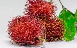 桑葚叶的功效与作用