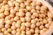 黄豆泡了一天一夜还能吃吗 黄豆泡多久可以煮