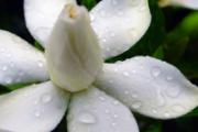 栀子花可以吃吗