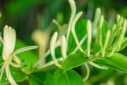 金银花和薄荷能一起喝吗 金银花薄荷茶怎么做