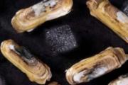 蛏子开口是活的还是死的 蛏子死了还能吃不