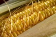 荷叶和玉米须能一起泡吗 荷叶和玉米须怎么泡