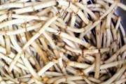 鱼腥草能治咽炎吗 治疗咽炎的最佳方法
